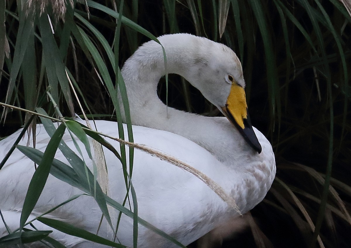 Whooper Swan - 田 郁