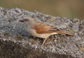  - Northern Gray-headed Sparrow