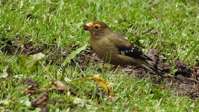 Spectacled Finch - ML232249921