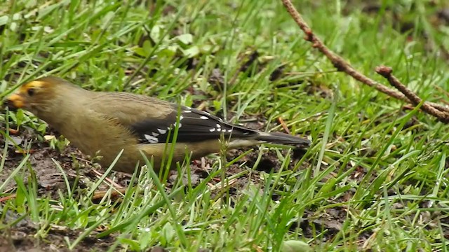 Spectacled Finch - ML232250131