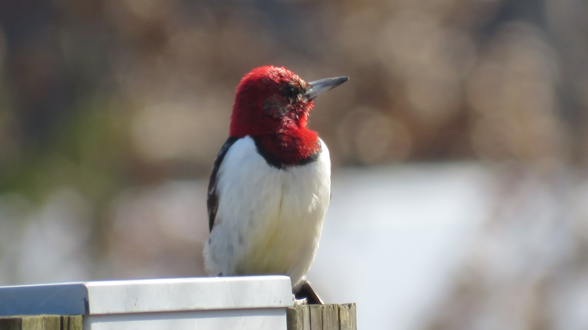 Red-headed Woodpecker - Ruben  Stoll