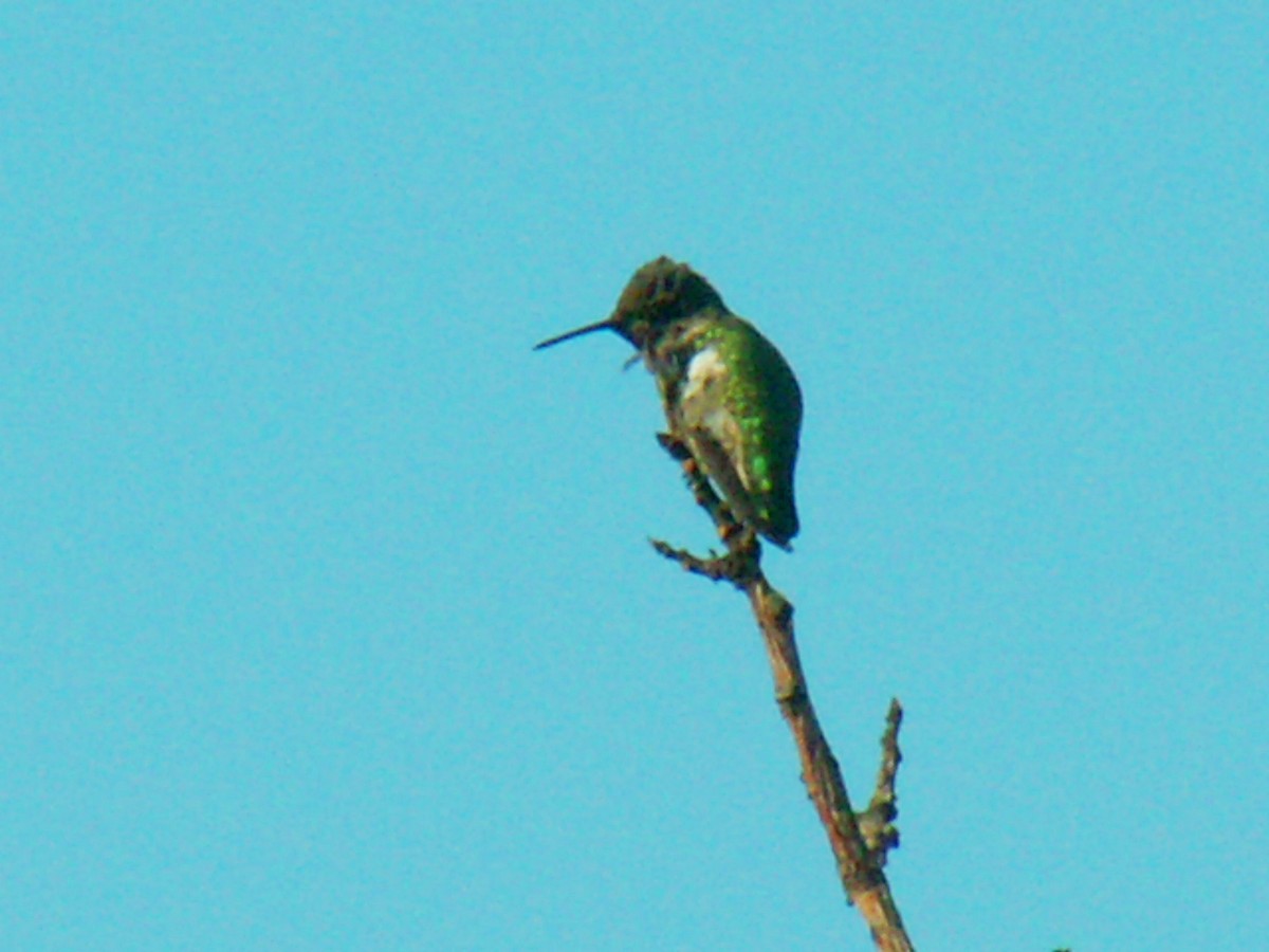hummingbird sp. - Eric Haskell