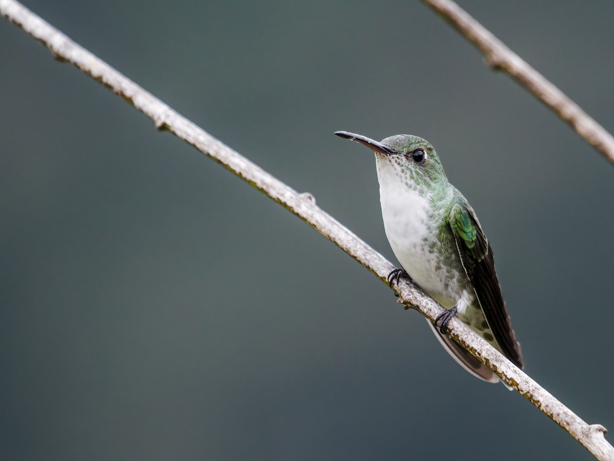 White-bellied Hummingbird - ML232268191