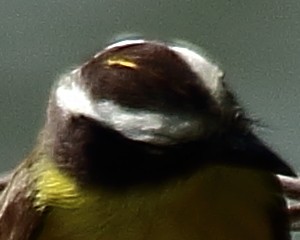 Rusty-margined Flycatcher - Ryan Candee