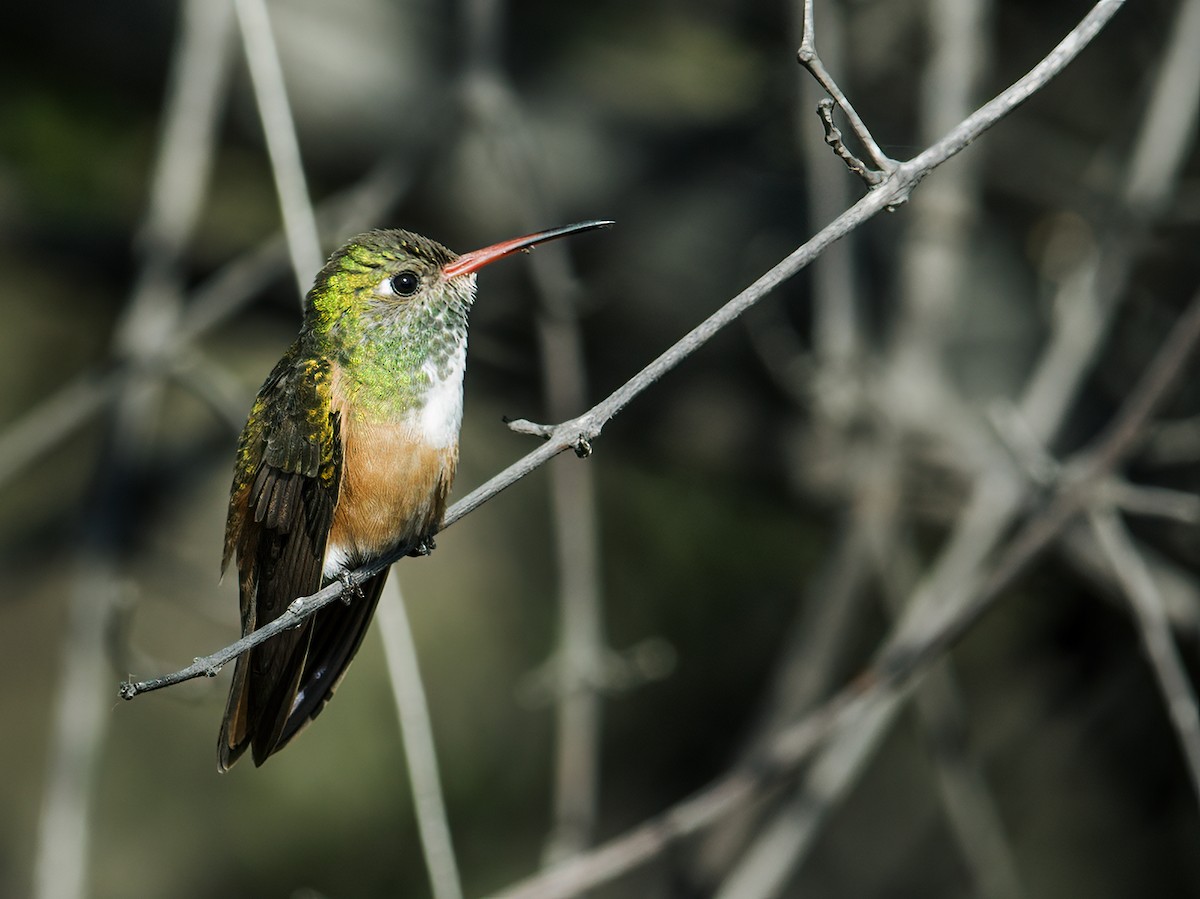 Amazilia Hummingbird (White-throated) - Nick Athanas
