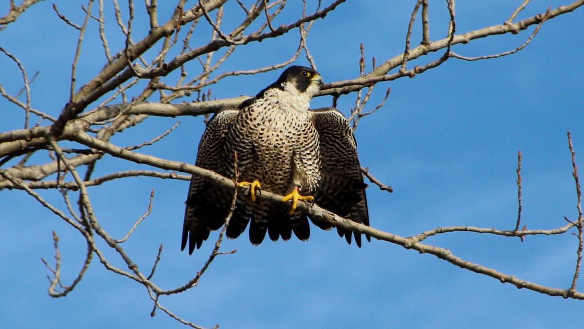 Peregrine Falcon (North American) - Marcia Cox