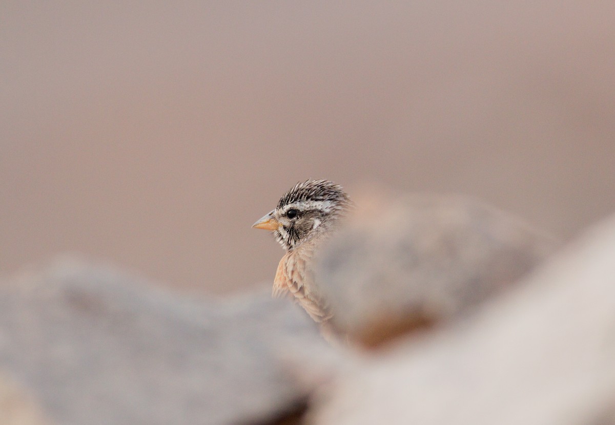 Striolated Bunting - ML232274751