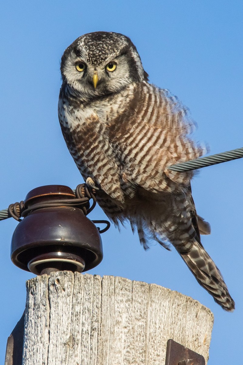 Northern Hawk Owl - ML23227541