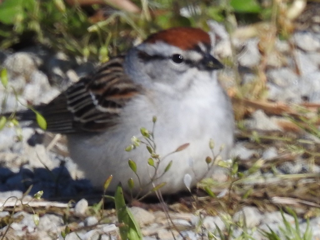 Chipping Sparrow - Alan Knowles