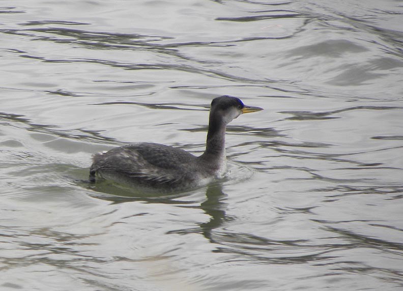 Red-necked Grebe - ML23227621