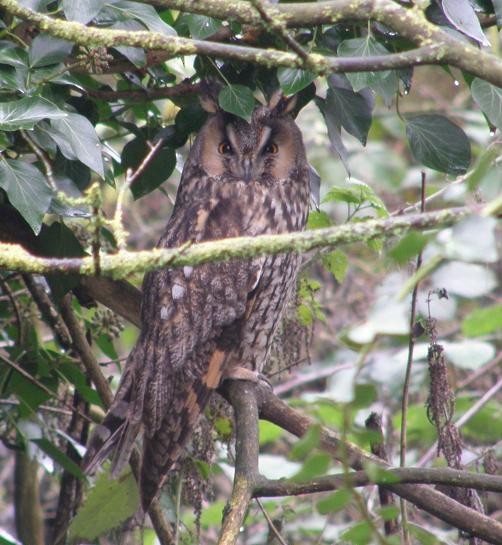 Long-eared Owl - Stuart Fisher