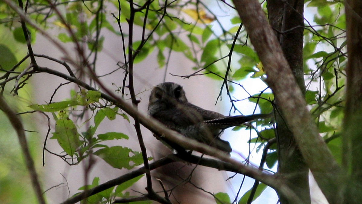 Australian Owlet-nightjar - Elaine Rose