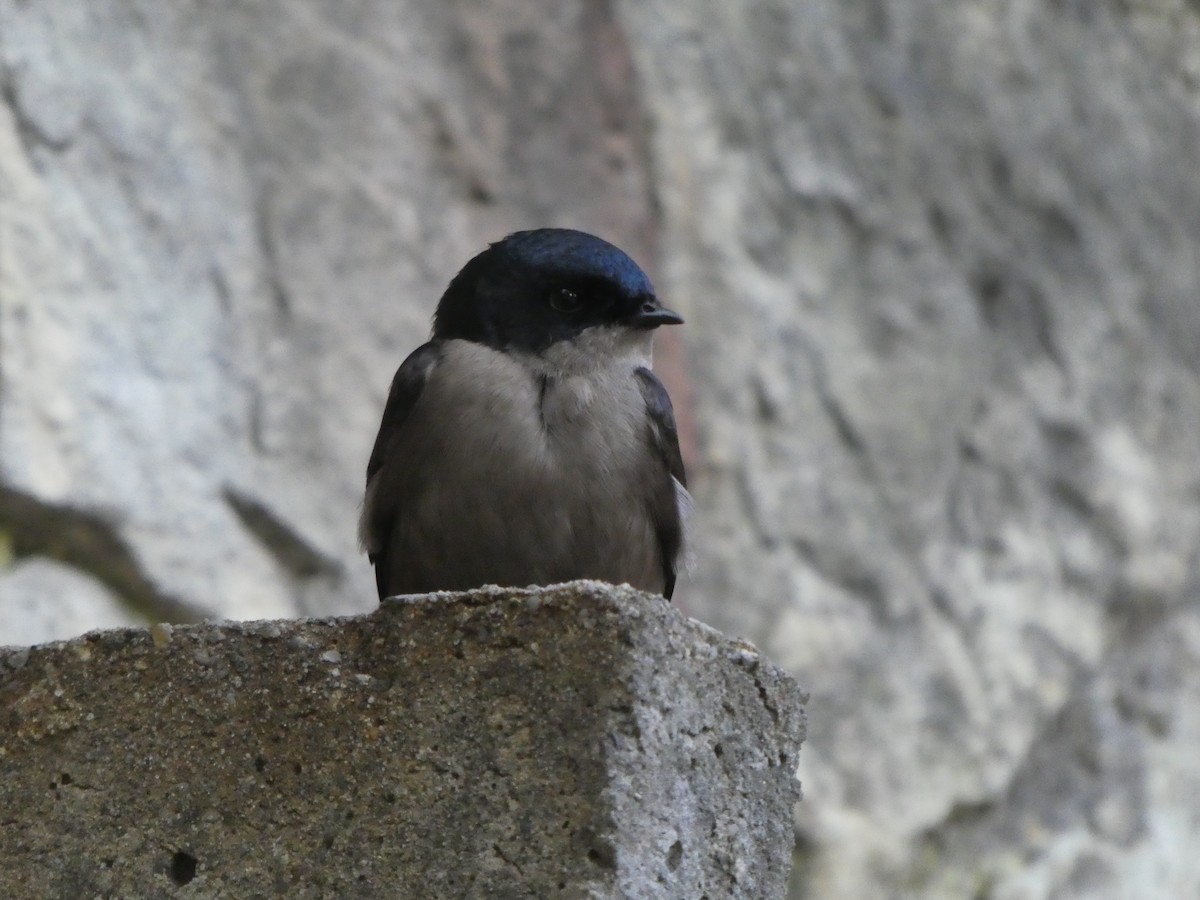 Brown-bellied Swallow - ML232287711