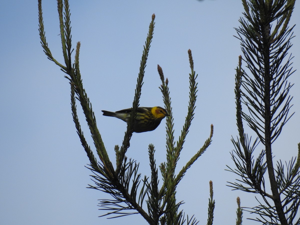 Cape May Warbler - ML232288751