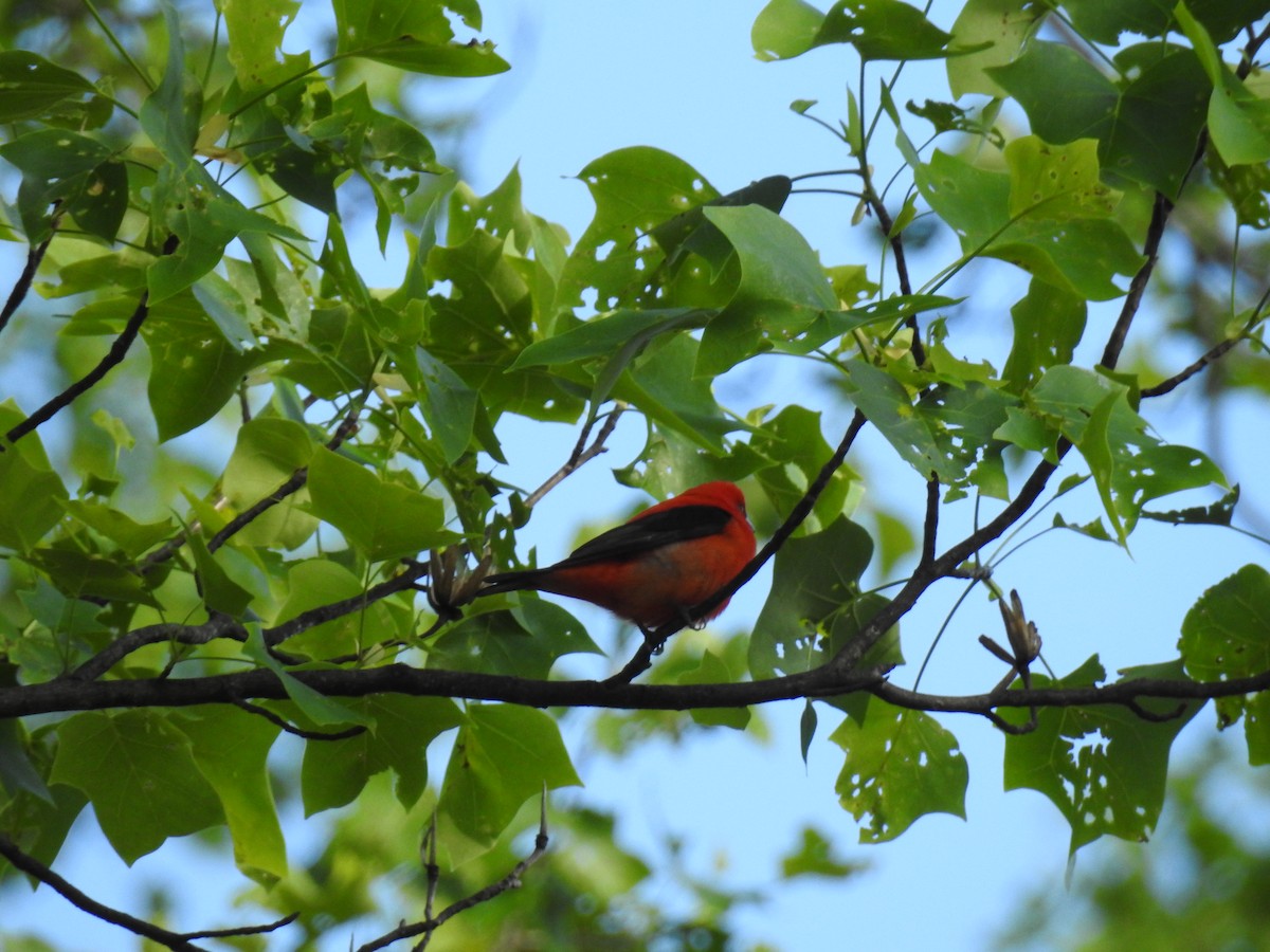Scarlet Tanager - ML232289221