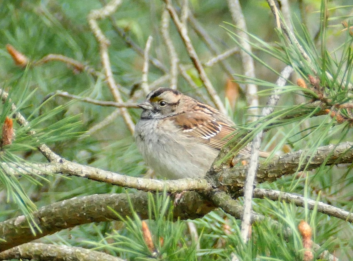 White-throated Sparrow - ML232291671