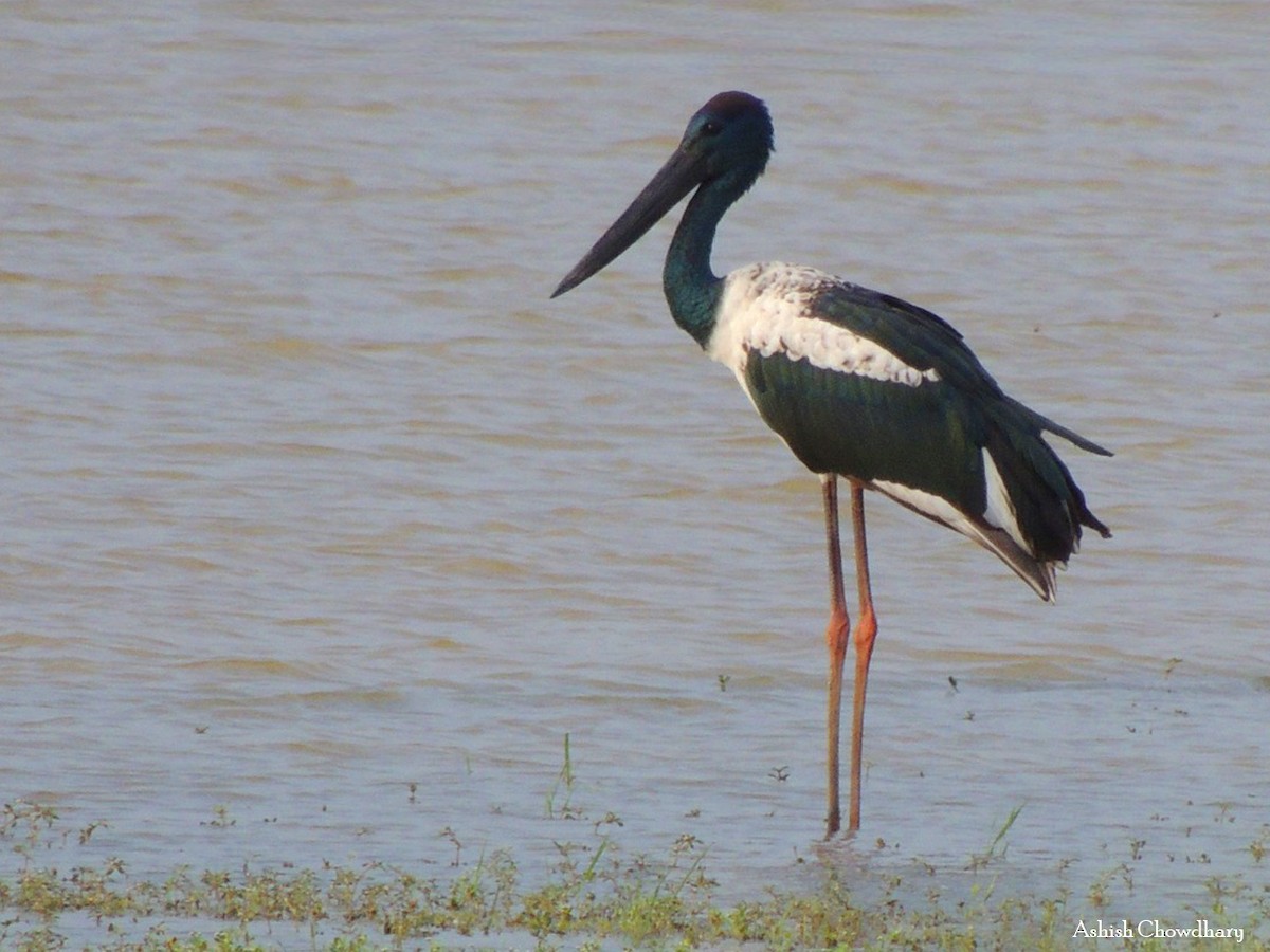 Black-necked Stork - Neenad Abhang