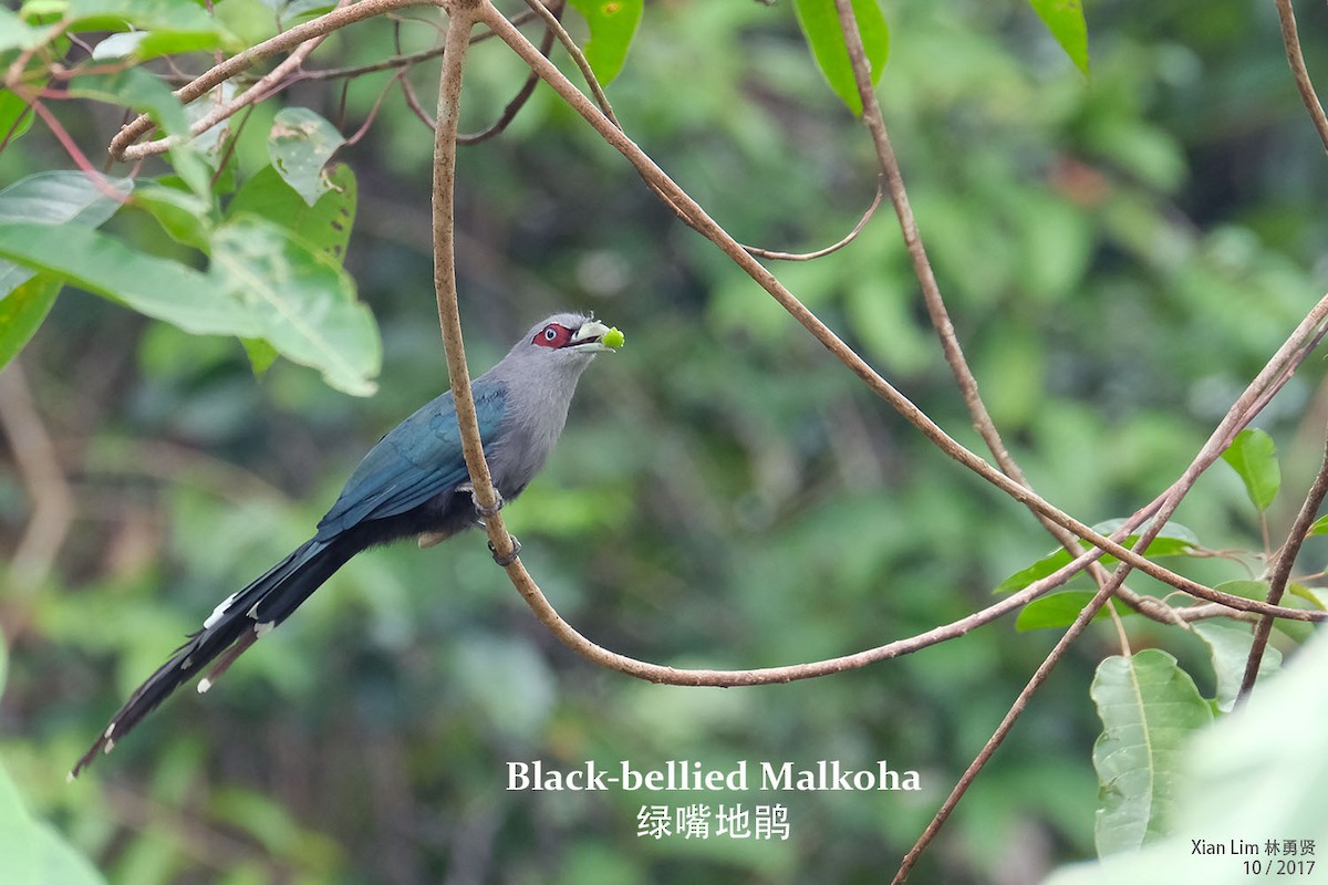 Black-bellied Malkoha - ML232293891