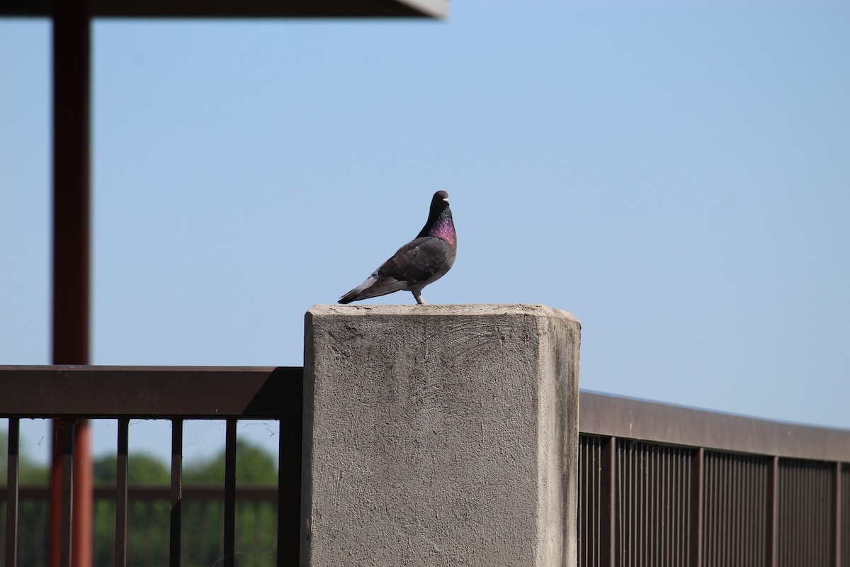 Rock Pigeon (Feral Pigeon) - ML232299881