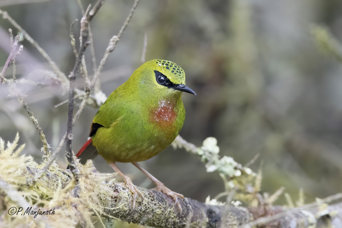 Fire-tailed Myzornis - ML232300051