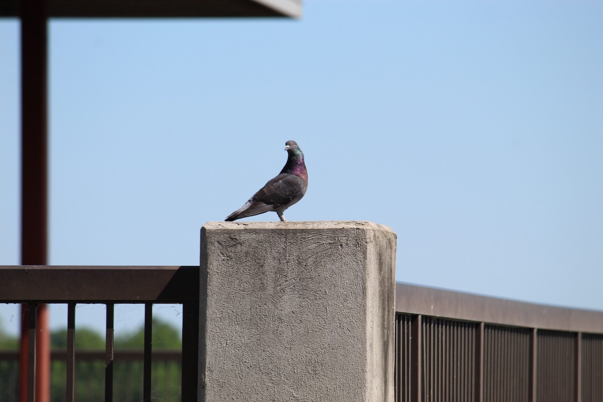 Rock Pigeon (Feral Pigeon) - ML232300301