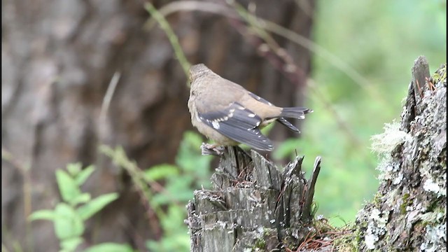 Spectacled Finch - ML232301031