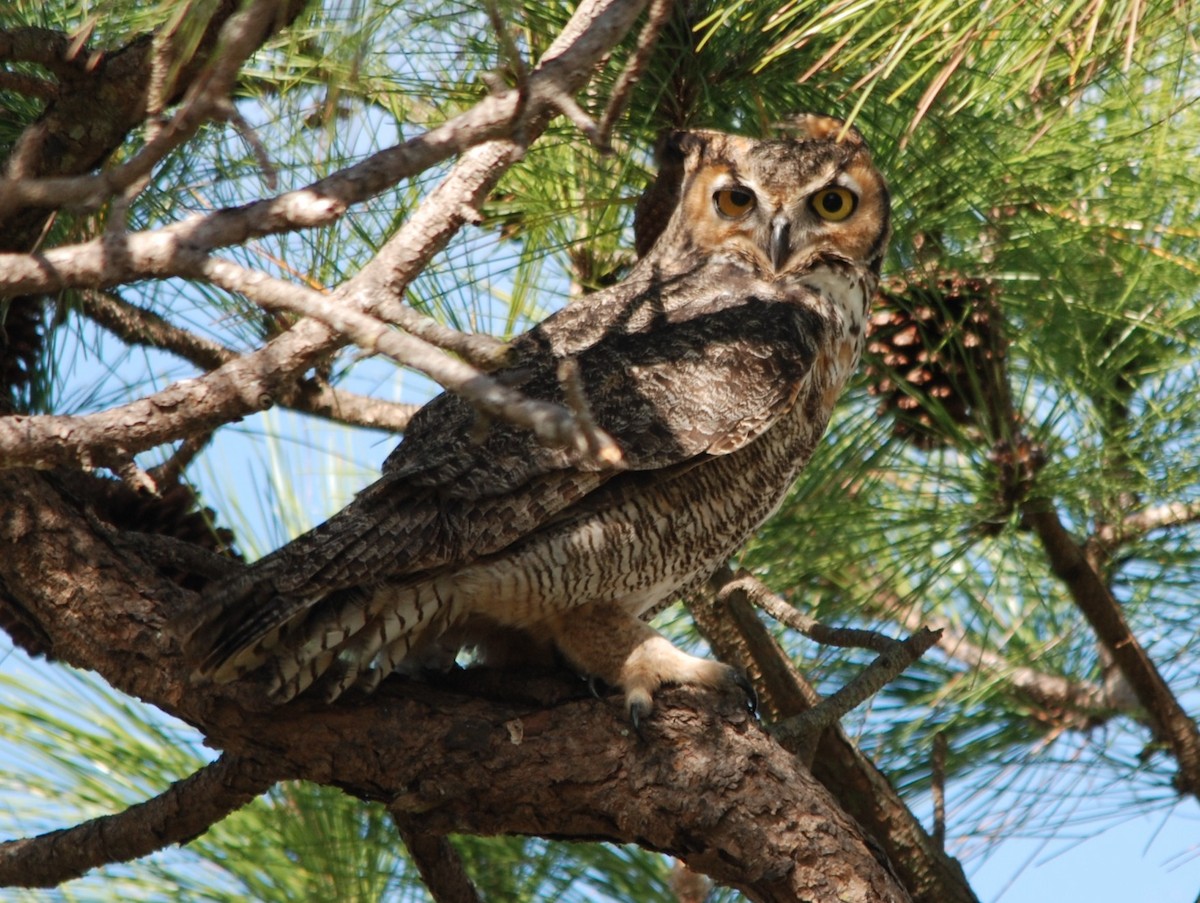 Great Horned Owl - ML232302321