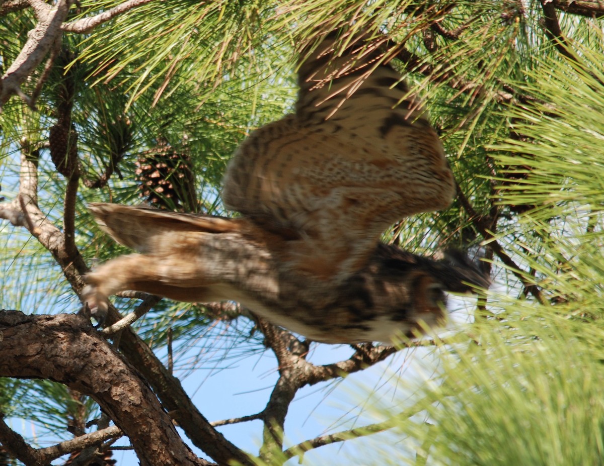 Great Horned Owl - ML232302351