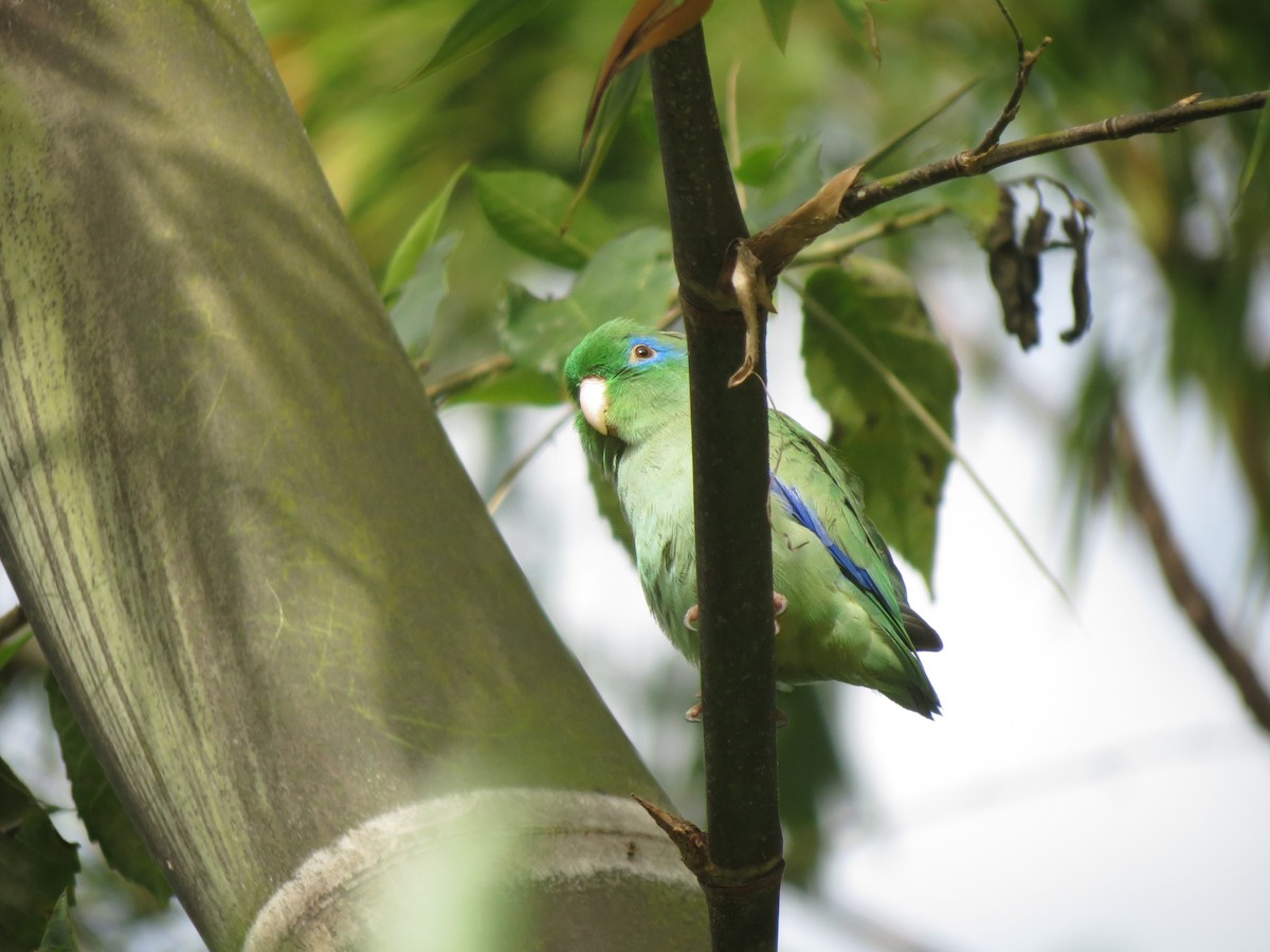 Spectacled Parrotlet - ML232305371