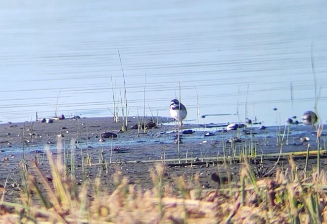 Semipalmated Plover - ML232307391