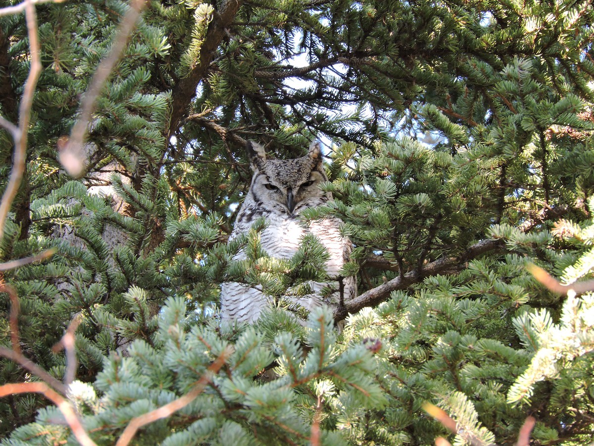 Great Horned Owl - ML232311441