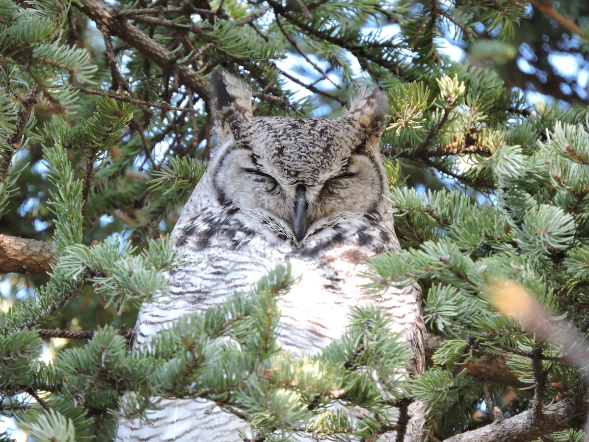 Great Horned Owl - ML232311541