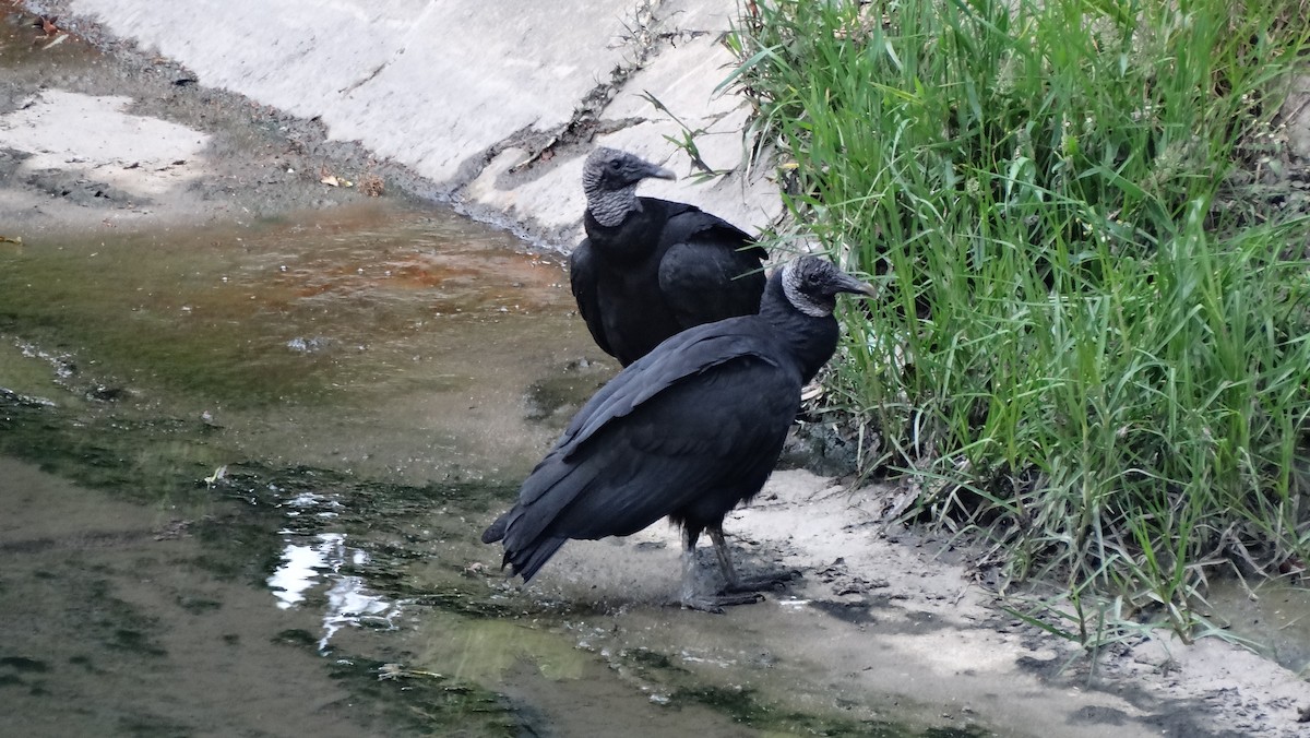Black Vulture - ML232311571