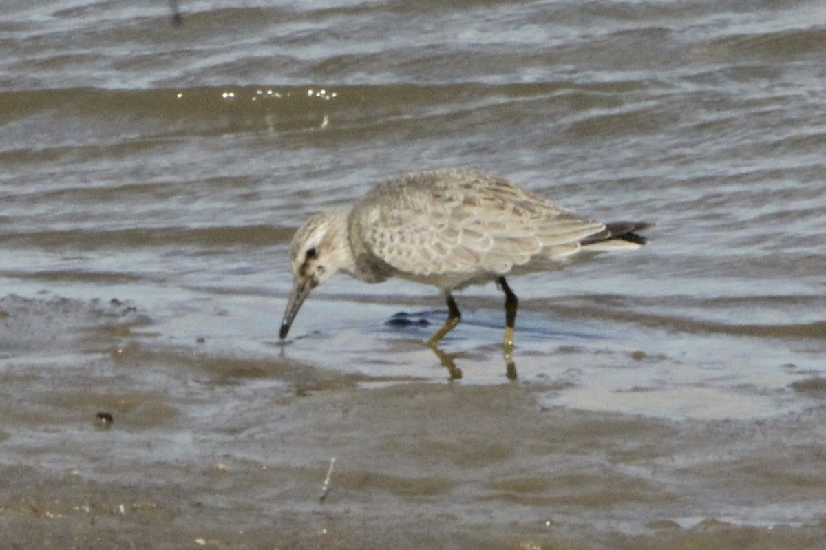 Red Knot - ML23232061