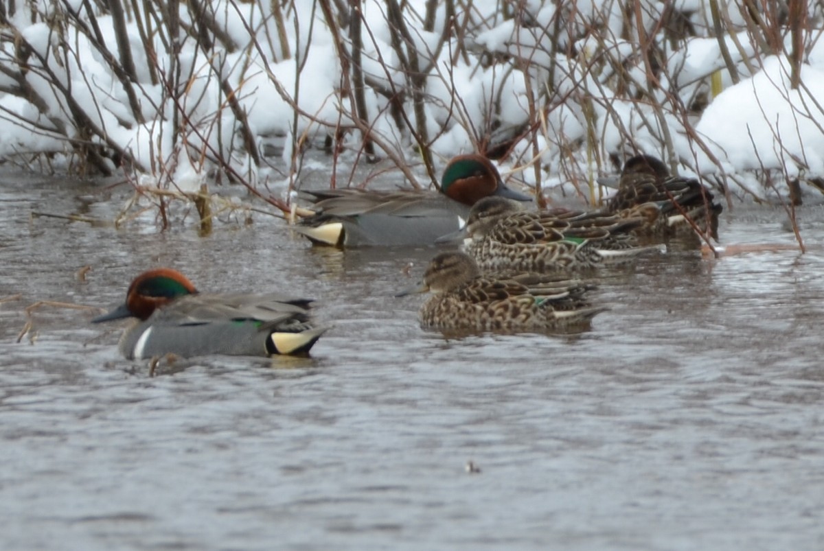 Green-winged Teal - ML232320791
