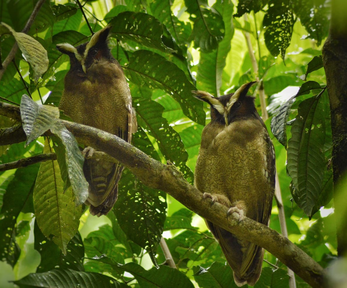 Crested Owl - ML232322371