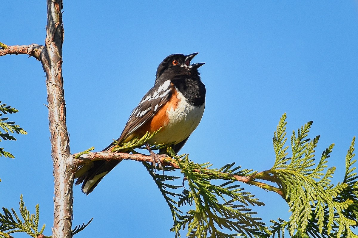 Spotted Towhee - ML232323071