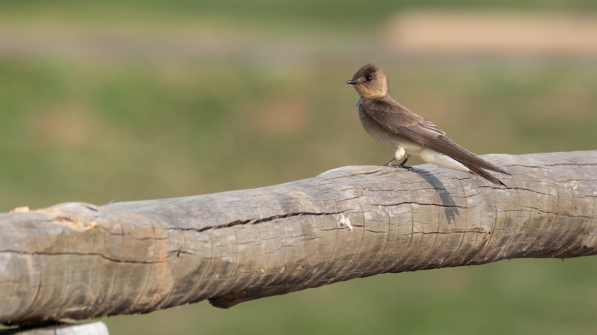 Southern Rough-winged Swallow - Vitor Rolf Laubé