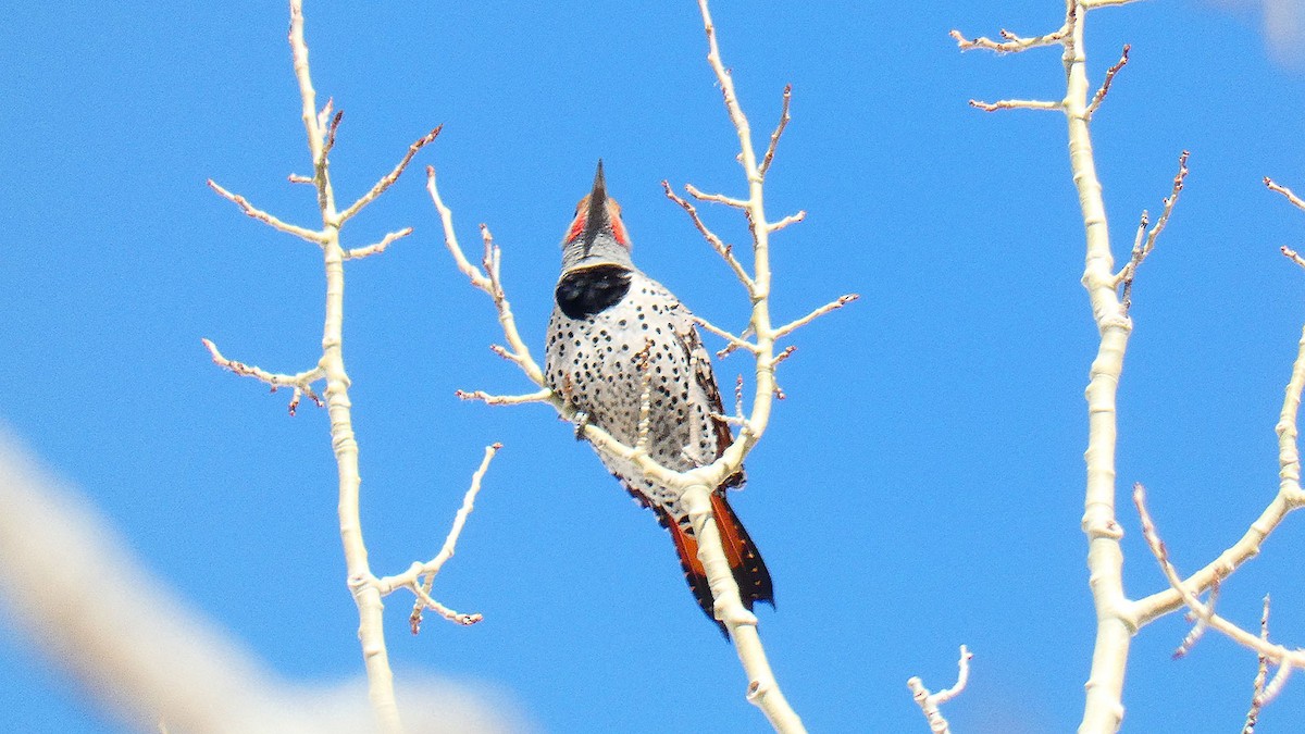 Northern Flicker (Red-shafted) - Anonymous