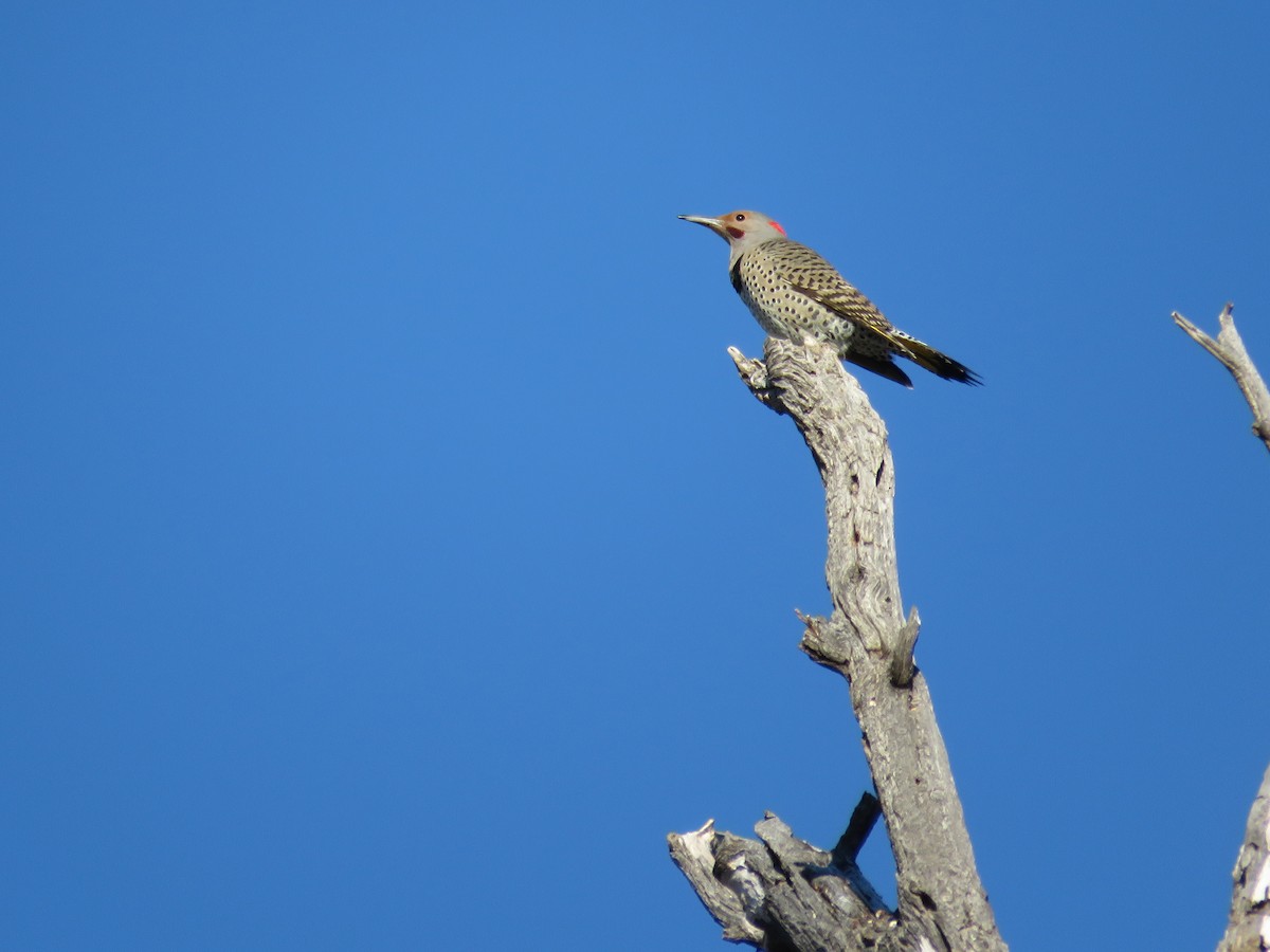 Northern Flicker (Yellow-shafted x Red-shafted) - Jarrod  Swackhamer