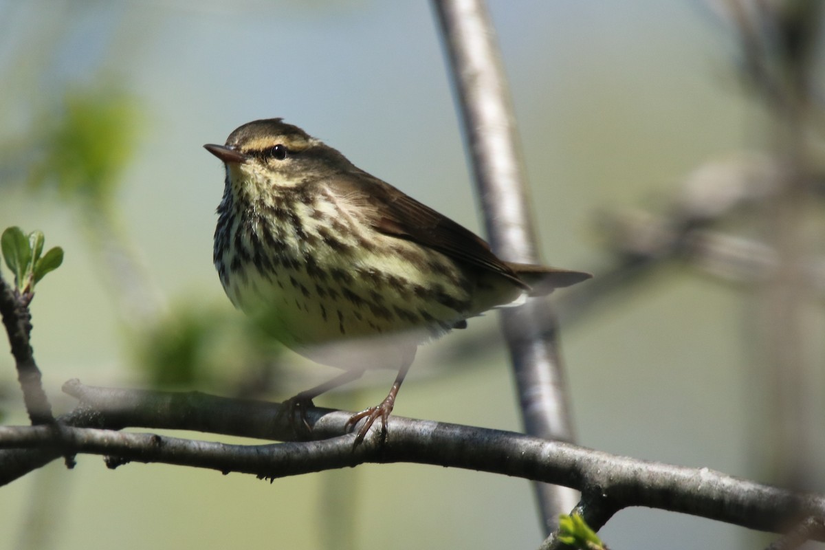 Northern Waterthrush - Andrew E and Rebecca A Steinmann