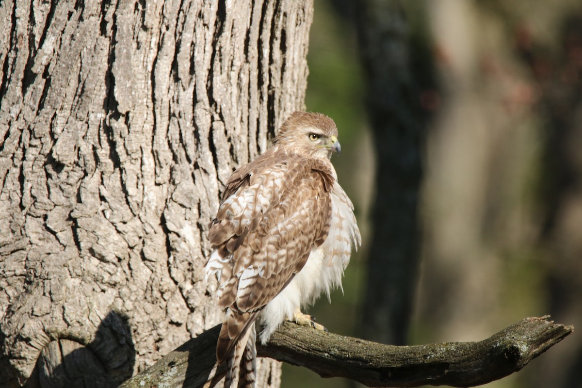 Red-tailed Hawk - ML232337631