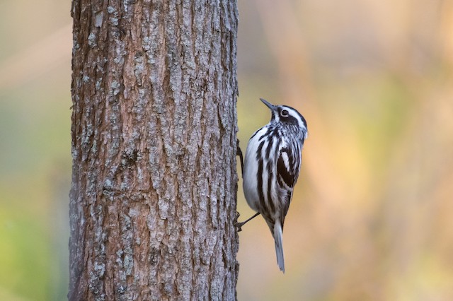 Black-and-white Warbler