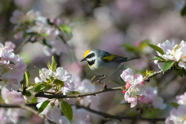 Golden-winged Warbler