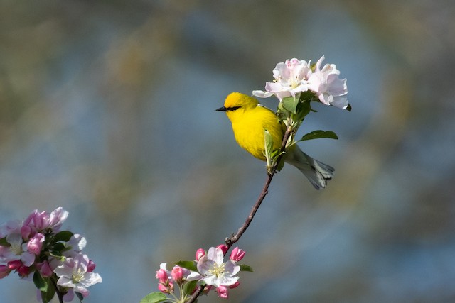 Blue-winged Warbler