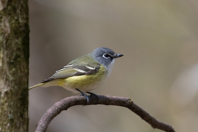 Blue-headed Vireo