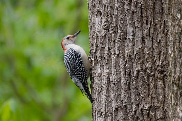 Red-bellied Woodpecker