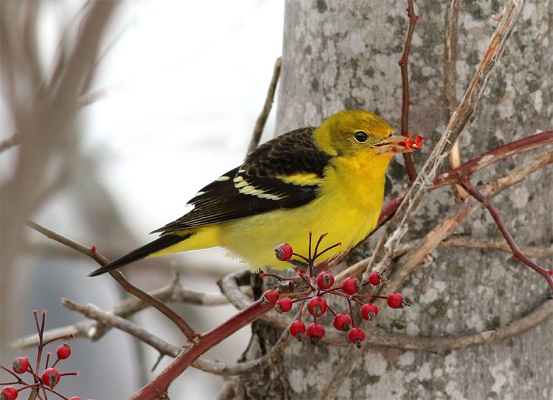 Western Tanager - ML23235041