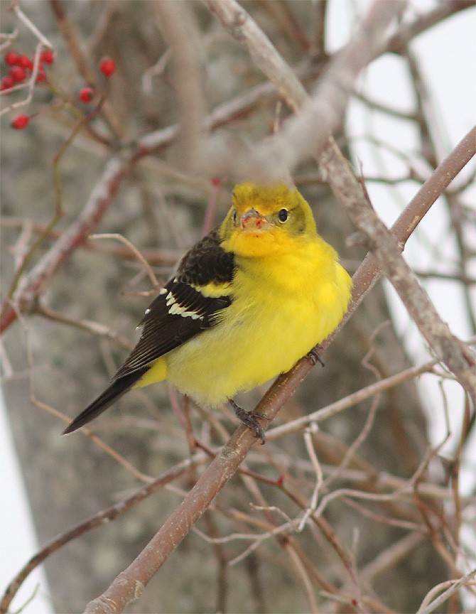 Western Tanager - ML23235051