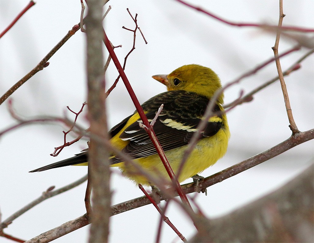 Western Tanager - ML23235061